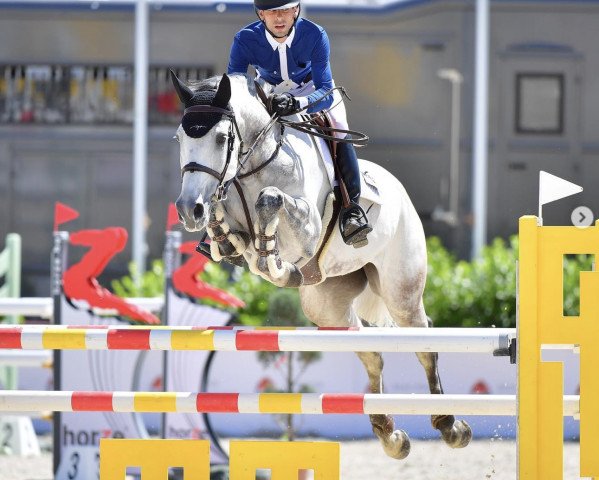 jumper Hamanta B (KWPN (Royal Dutch Sporthorse), 2012, from Dakar VDL)
