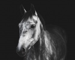 Springpferd Vaiana 27 (Oldenburger Springpferd, 2017, von Twilight 35)
