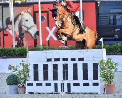 jumper Ibram Vh Overlede Goed (Belgian Warmblood, 2008, from Wandor van de Mispelaere D'10)