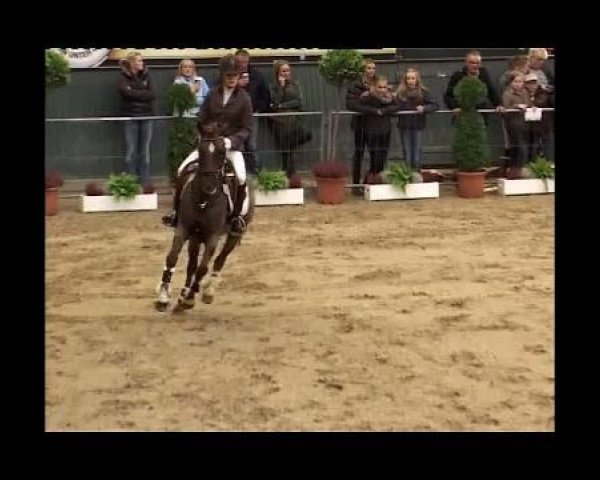 broodmare Danny Girl (German Riding Pony, 2003, from Danny Gold)