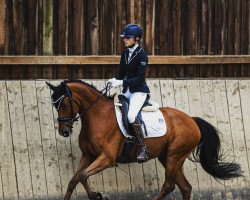 Dressurpferd Atomic 24 (Deutsches Reitpony, 2018, von Ampere)
