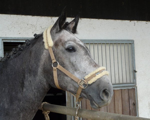 jumper Birkenhof's Catura D (Württemberger, 2003, from Carano)