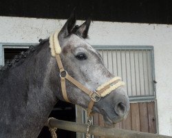 Springpferd Birkenhof's Catura D (Württemberger, 2003, von Carano)
