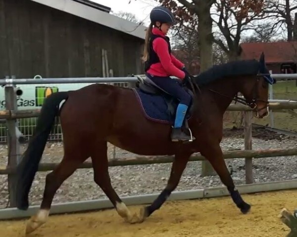 broodmare Nairobi (Westphalian, 2007, from Cordobes I)