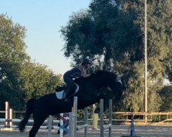 jumper Ramiro 337 (German Sport Horse, 2009, from Racordero)