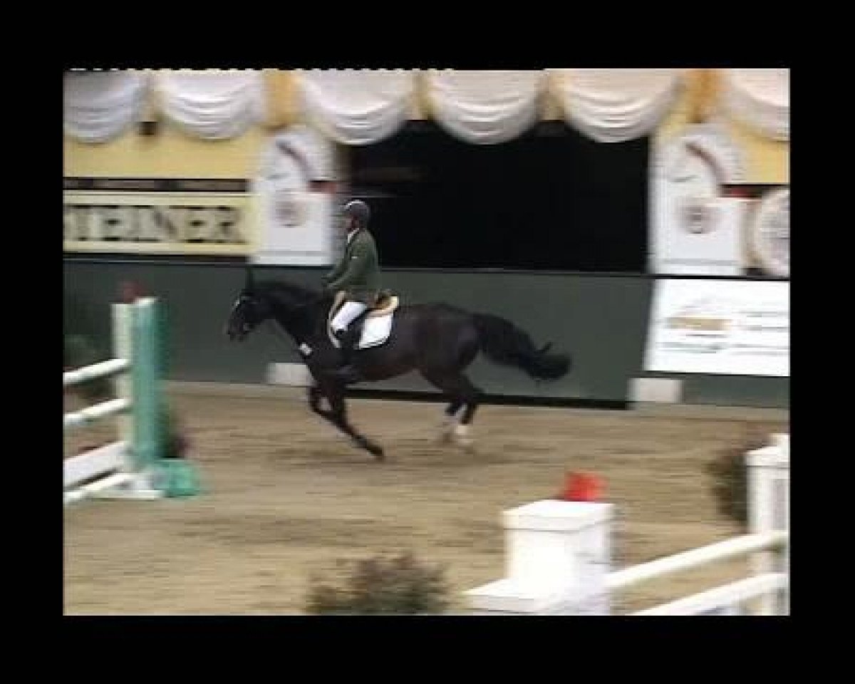 jumper Bentley van 'T Geesteshof (Belgian Warmblood, 2001, from Thunder van de Zuuthoeve)