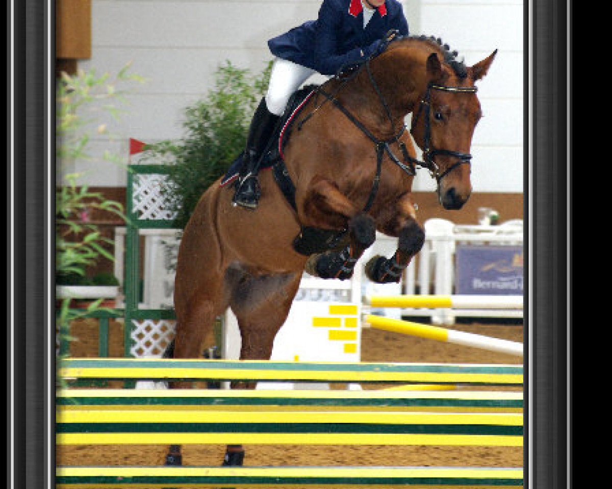 horse Parroco Z (Zangersheide riding horse, 2004, from Parco)