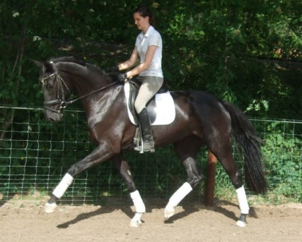 Dressurpferd Sanssouci (Hannoveraner, 2008, von San Amour I)