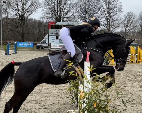 jumper Pitbull T (Holsteiner, 2018, from Central Park 6)