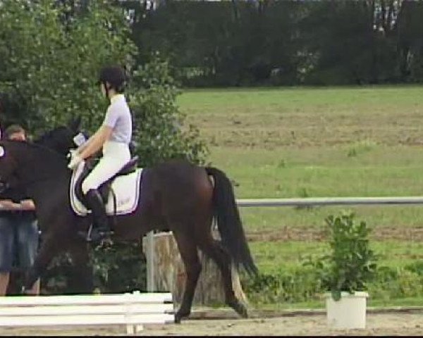 dressage horse Ginsterhof's Vigoroso (German Riding Pony, 2003, from Vincente) dressage horse Ginsterhof's Vigoroso (German Riding Pony, 2003, from Vincente)