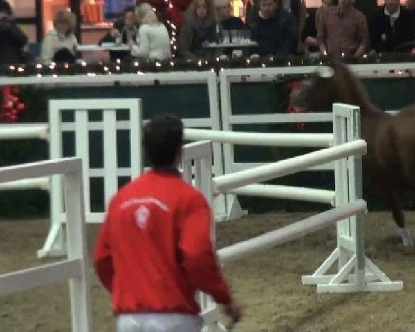 Dressurpferd Diego Maradonna 2 (Deutsches Reitpony, 2009, von Don Diabolo NRW)