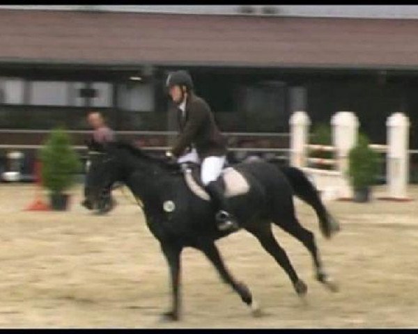 broodmare Paris 73 (Westphalian, 1999, from Pik Labionics)