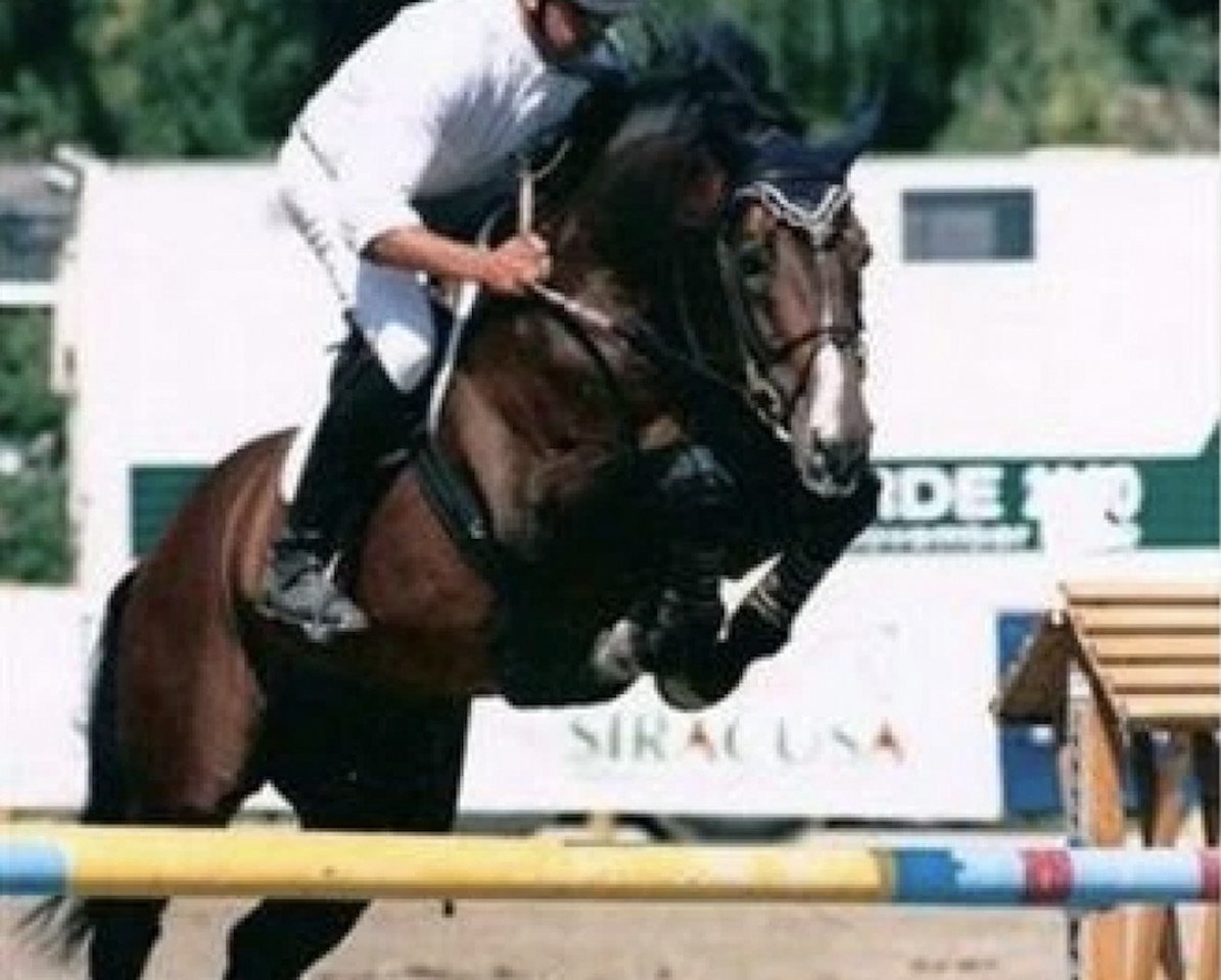 Stallion Lord Chin (Holsteiner, 1993, from Lord)