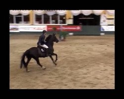 jumper Rapunzel S (Hanoverian, 2001, from Rabino)