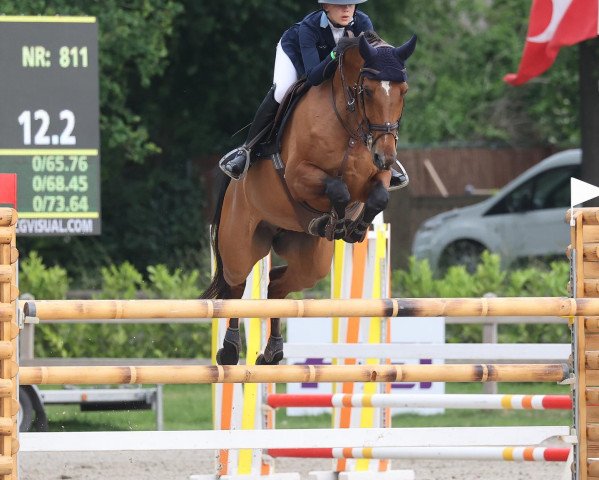 Springpferd Hoberlina T (KWPN (Niederländisches Warmblut), 2012, von Quality Time) Springpferd Hoberlina T (KWPN (Niederländisches Warmblut), 2012, von Quality Time)