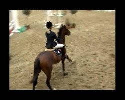 Springpferd Checkini (Oldenburger, 2007, von Check In 2)