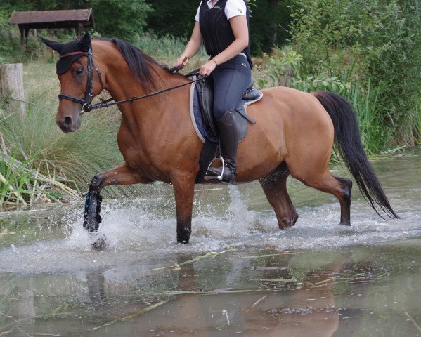 jumper Rattenkind Ox (Arabian purebred, 2008, from Damaskus ox)