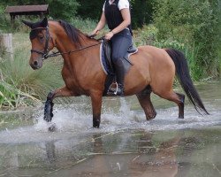 Springpferd Rattenkind Ox (Vollblutaraber, 2008, von Damaskus ox)