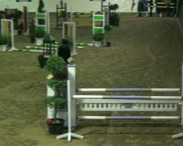 broodmare Audrey (Oldenburg, 1989, from Domino)