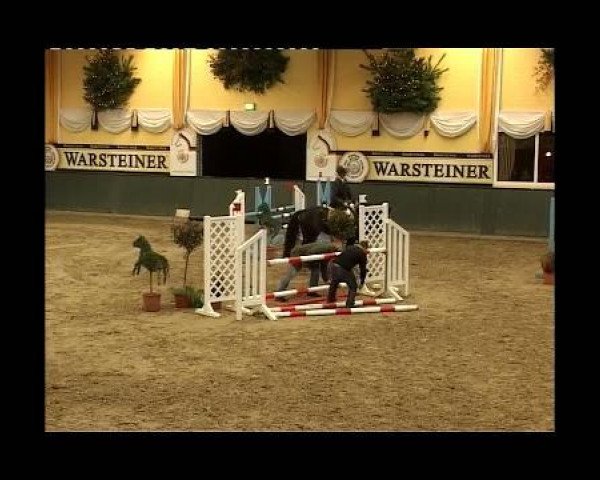 broodmare Chellana Z 2 (Zangersheide riding horse, 2003, from Chellano Z)