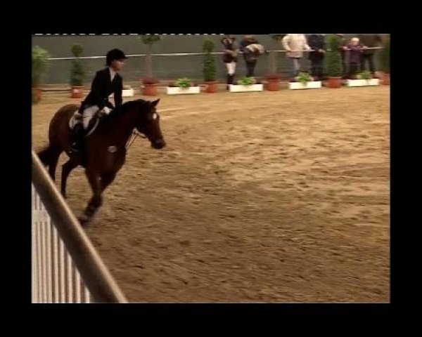 jumper Grand Petit 3 (Hanoverian, 2001, from Grand Cru)