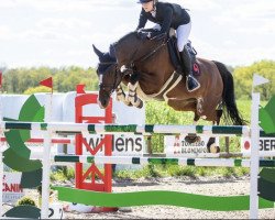 jumper Cipressa van de Esberg Z (Zangersheide riding horse, 2014, from Chellsini Z)