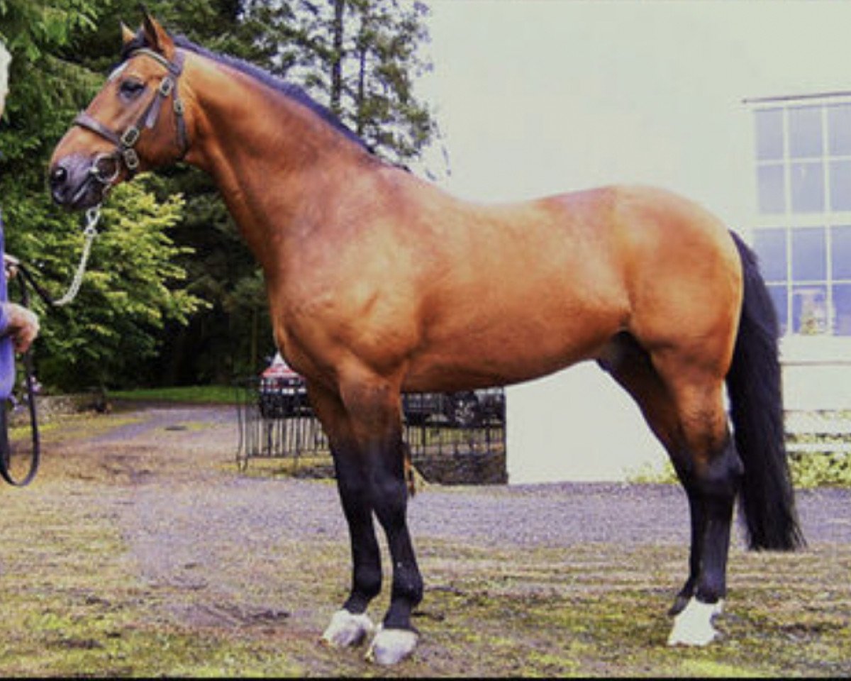 Deckhengst Out of Touch (Irish Sport Horse,  , von Touchdown)