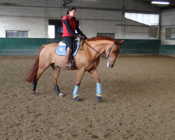 dressage horse Dorian Gray 45 (Hanoverian, 2004, from Der Lord)