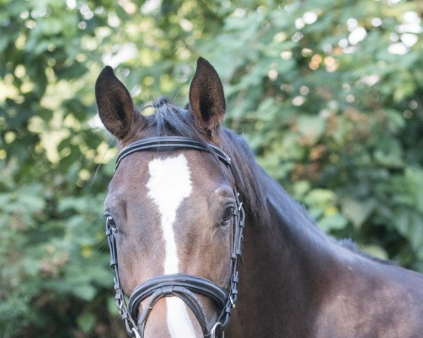 dressage horse Moët PST (Westphalian, 2019, from DSP Marc Cain)