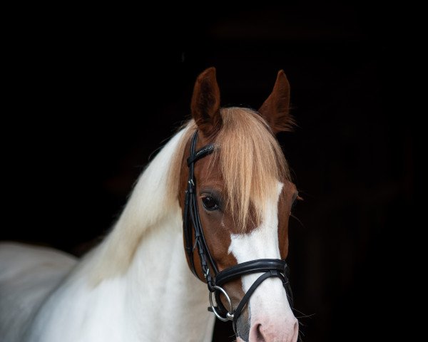 dressage horse Sondermarkens First Melody (Danish Warmblood, 2008, from Charlatan a Kila)