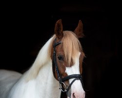 dressage horse Sondermarkens First Melody (Danish Warmblood, 2008, from Charlatan a Kila)