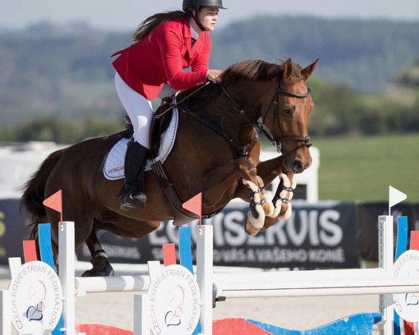 jumper Megara (KWPN (Royal Dutch Sporthorse), 2011, from Vigaro)