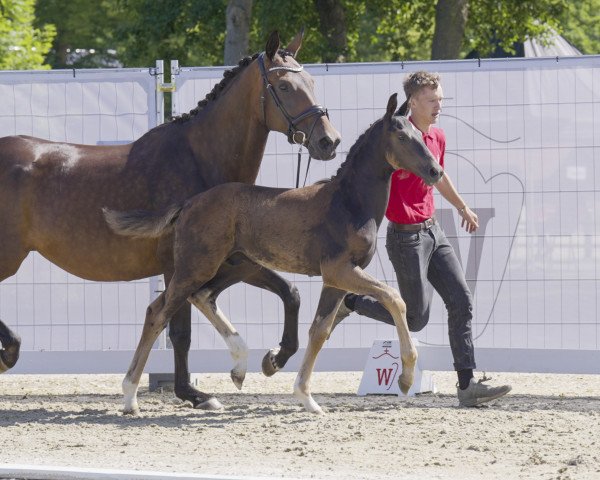 stallion Forrest (Westphalian, 2022, from Fürst Samarant)