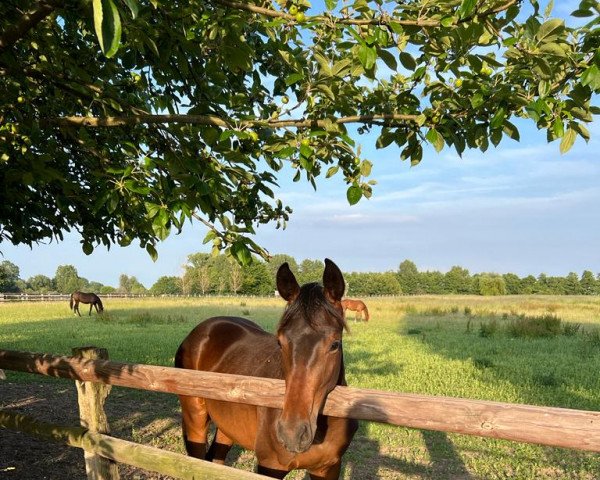 horse Stute von Vivat Rex / Dream On (Westphalian, 2021, from Vivat Rex)