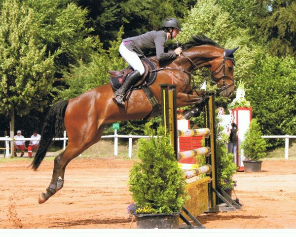 jumper Caillou le Fou (Hanoverian, 2005, from Contendro I)