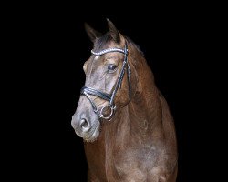Pferd Supersonic K (Westfale, 2018, von Secret)
