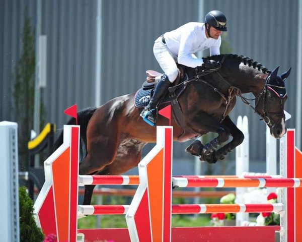 stallion Alfy (Holsteiner, 2010, from For Fashion)