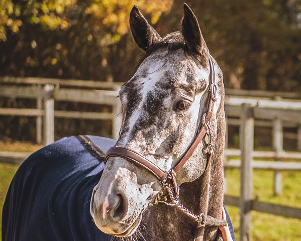 jumper Criss Cross (Hanoverian, 2016, from Colman)