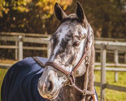 jumper Criss Cross (Hanoverian, 2016, from Colman)
