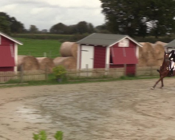 Reitturnier Schülp / Rendsburg 2021