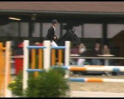 jumper Pirol 131 (Westphalian, 1995, from Primero)