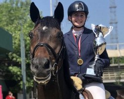 jumper Kellox de Messitert (Belgian Warmblood, 2010, from Contendro I)
