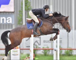 jumper Jb Zenit (Hungarian Warmblood, 2014)