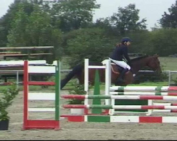 jumper Cajou F (Westphalian, 2005, from Collin L)
