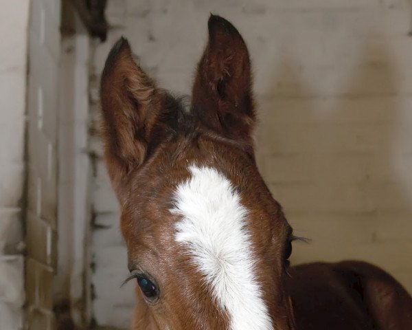 dressage horse Reeva 4 (Westphalian, 2010, from Rohjuwel OLD)