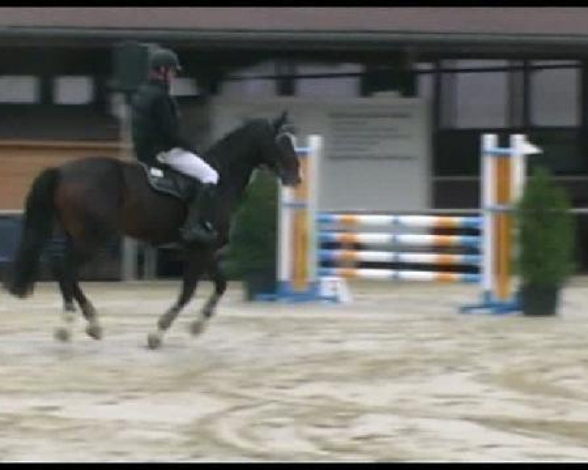 jumper Shiraz G (Hanoverian, 2007, from Stakkato)