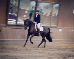 dressage horse Henriette D (German Riding Pony, 2011, from Henry)