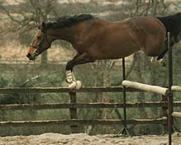 stallion Almé des Nids (Selle Français, 1986, from Alme)