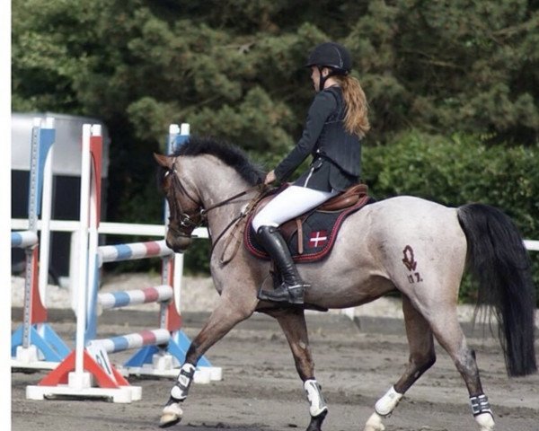 Springpferd Paracas (Deutsches Reitpony, 2006, von Principal Boy)