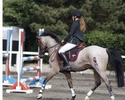jumper Paracas (German Riding Pony, 2006, from Principal Boy)